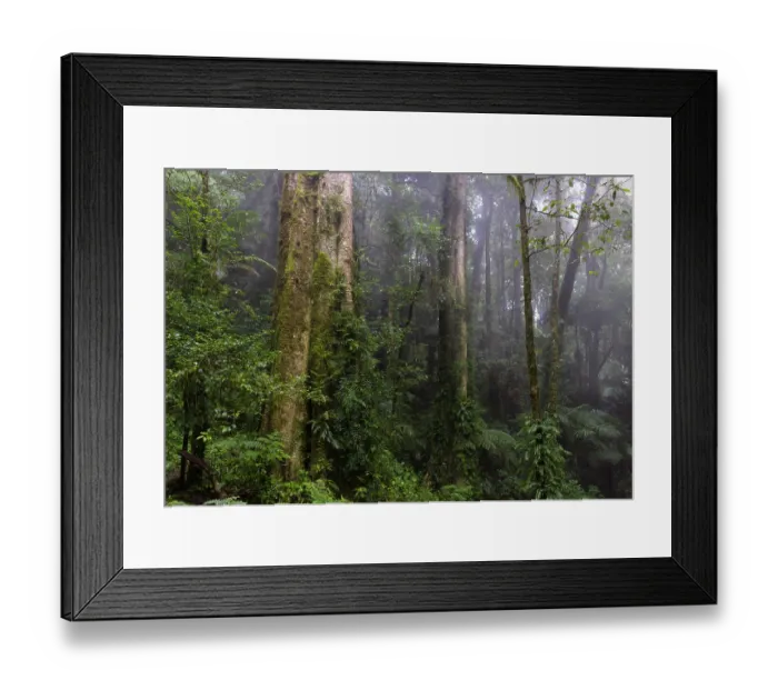 Framed Print : Mist through trees in Eastern Australian temperate rainforest, Border Ranges, Queensland, Australia. September, 2022 Framed Print : Mist through trees in Eastern Australian temperate rainforest, Border Ranges, Queensland, Australia. September, 2022