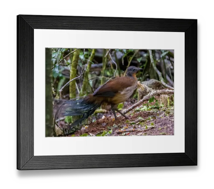 Framed Print : RF - Albert's lyrebird (Menura alberti) male, portrait, eastern Australian temperate rainforest, Border Ranges, Queensland, Australia Framed Print : RF - Albert's lyrebird (Menura alberti) male, portrait, eastern Australian temperate rainforest, Border Ranges, Queensland, Australia