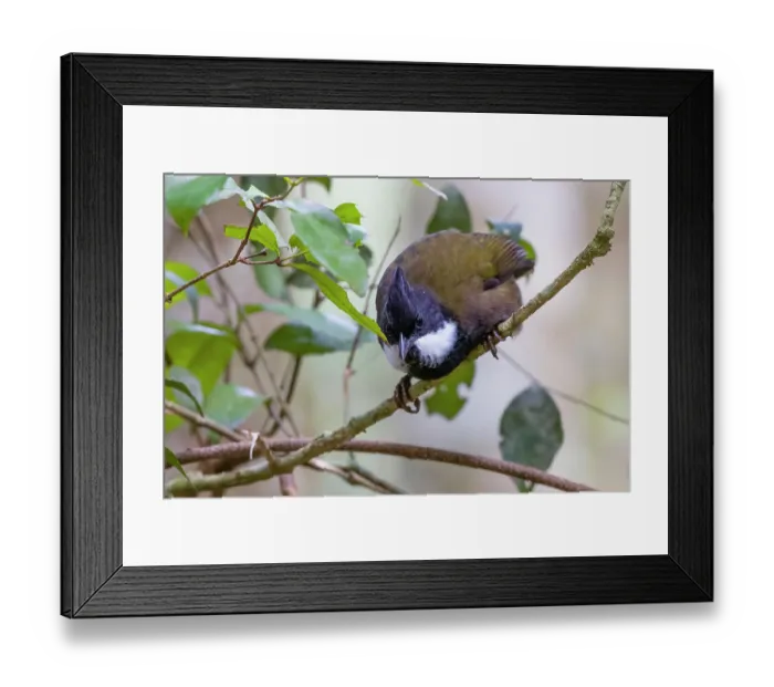 Framed Print : Eastern whipbird (Psophodes nigrogularis) perched on branch, eastern Australian temperate rainforest, Border Ranges, Queensland, Australia Framed Print : Eastern whipbird (Psophodes nigrogularis) perched on branch, eastern Australian temperate rainforest, Border Ranges, Queensland, Australia