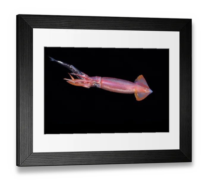 Framed Print : Purpleback flying squid (Sthenoteuthis oualaniensis) feeding on fish in open sea, Yap, Federated States of Micronesia, Pacific Ocean Framed Print : Purpleback flying squid (Sthenoteuthis oualaniensis) feeding on fish in open sea, Yap, Federated States of Micronesia, Pacific Ocean