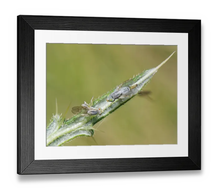 Framed Print : Gall fly / Greater fruit fly (Terellia longicauda) pair, with male turning its abdomen towards the female and inflating a pouch to release courtship pheromones Framed Print : Gall fly / Greater fruit fly (Terellia longicauda) pair, with male turning its abdomen towards the female and inflating a pouch to release courtship pheromones