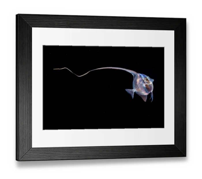 Framed Print : Moorish idol (Zanclus cornutus) larvae swimming in open sea at night, Yap, Federated States of Micronesia, Pacific Ocean Framed Print : Moorish idol (Zanclus cornutus) larvae swimming in open sea at night, Yap, Federated States of Micronesia, Pacific Ocean