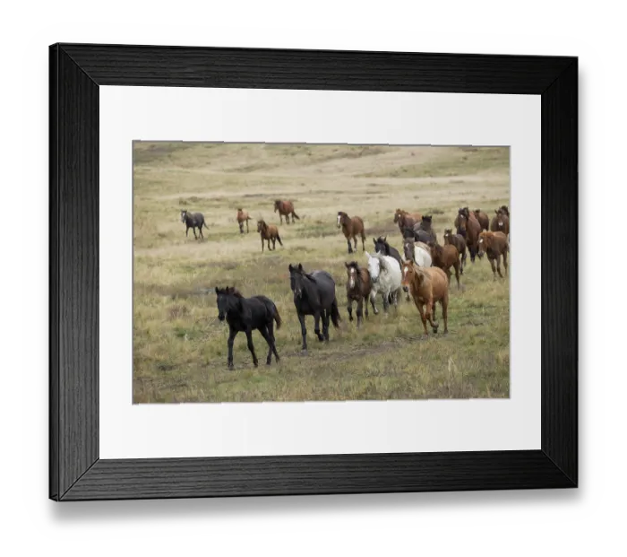 Framed Print : Herd of wild Zhabe horses running in the steppe, Abay, Kazakhstan Framed Print : Herd of wild Zhabe horses running in the steppe, Abay, Kazakhstan
