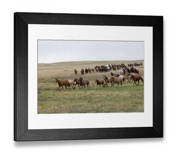 Framed Print : Herd of wild Zhabe horses running in the steppe, Abay, Kazakhstan Framed Print : Herd of wild Zhabe horses running in the steppe, Abay, Kazakhstan