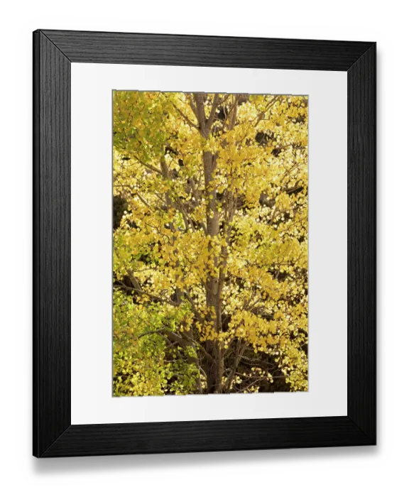Framed Print : Aspen (Populus tremula) tree backlit highlighting bright yellow autumn foliage, Mar Lodge Estate, Braemar, Scotland, UK. October