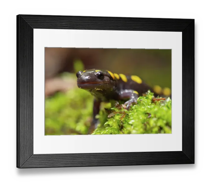 Framed Print : Yellow-spotted salamander (Ambystoma maculatum) resting on moss near vernal pool, New Brunswick, Canada. May Framed Print : Yellow-spotted salamander (Ambystoma maculatum) resting on moss near vernal pool, New Brunswick, Canada. May