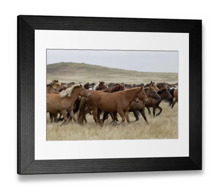 Framed Print : Herd of wild Zhabe horses running in the steppe, Abay, Kazakhstan