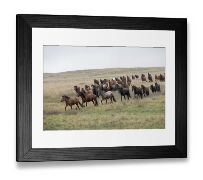 Framed Print : Herd of wild Zhabe horses running in the steppe, Abay, Kazakhstan