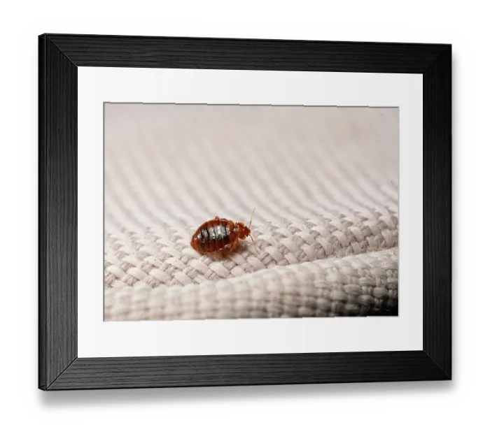 Framed Print : Bed bug (Cimex lectularius) on cloth. Bred specimen. Controlled conditions. Focus stacked Framed Print : Bed bug (Cimex lectularius) on cloth. Bred specimen. Controlled conditions. Focus stacked