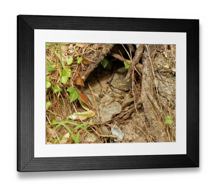 Framed Print : Honey bees (Apis mellifera) at entrance to a wild hive among tree roots in coastal woodland, South Cornwall, England, UK. June Framed Print : Honey bees (Apis mellifera) at entrance to a wild hive among tree roots in coastal woodland, South Cornwall, England, UK. June