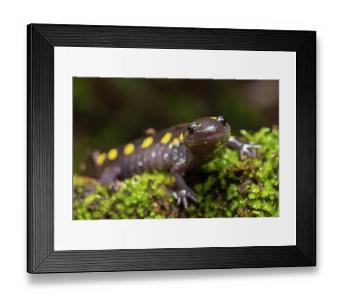 Framed Print : Yellow-spotted salamander (Ambystoma maculatum) resting on moss near vernal pool, New Brunswick, Canada. May Framed Print : Yellow-spotted salamander (Ambystoma maculatum) resting on moss near vernal pool, New Brunswick, Canada. May