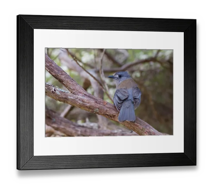 Framed Print : Grey shrike-thrush (Colluricincla harmonica) perched on branch, eastern Australian temperate rainforest, Border Ranges, Queensland, Australia Framed Print : Grey shrike-thrush (Colluricincla harmonica) perched on branch, eastern Australian temperate rainforest, Border Ranges, Queensland, Australia