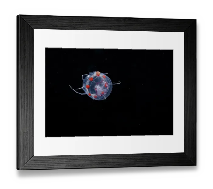 Framed Print : Amphipod (Amphipoda sp.) clinging to Crown jellyfish (Nausithoe picta) swimming in open sea at night, Yap, Federated States of Micronesia, Pacific Ocean Framed Print : Amphipod (Amphipoda sp.) clinging to Crown jellyfish (Nausithoe picta) swimming in open sea at night, Yap, Federated States of Micronesia, Pacific Ocean