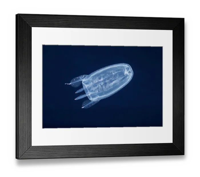 Framed Print : Winged box jellyfish (Alatina alata) swimming in open sea at night, Yap, Federated States of Micronesia, Pacific Ocean Framed Print : Winged box jellyfish (Alatina alata) swimming in open sea at night, Yap, Federated States of Micronesia, Pacific Ocean