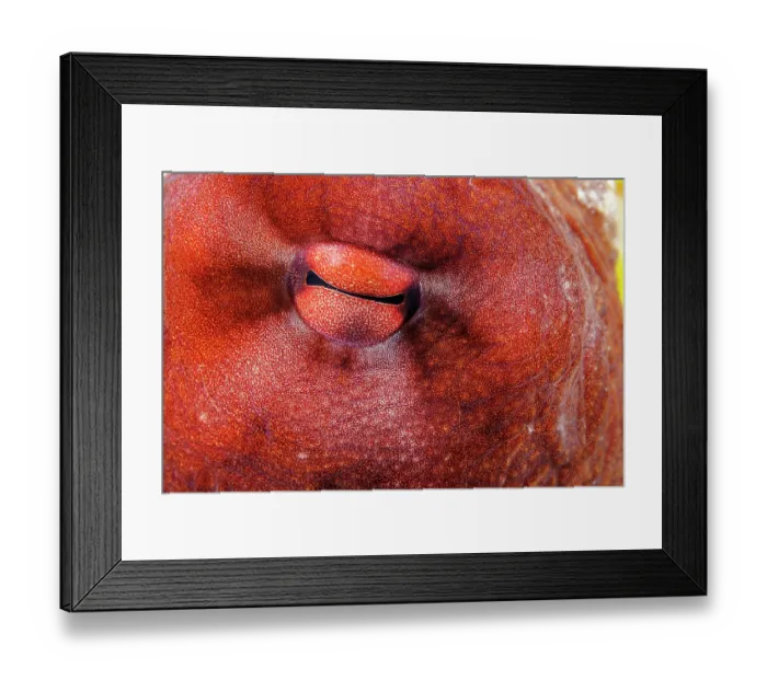 Framed Print : Day octopus (Octopus cyanea) eye detail, Yap, Federated States of Micronesia, Pacific Ocean