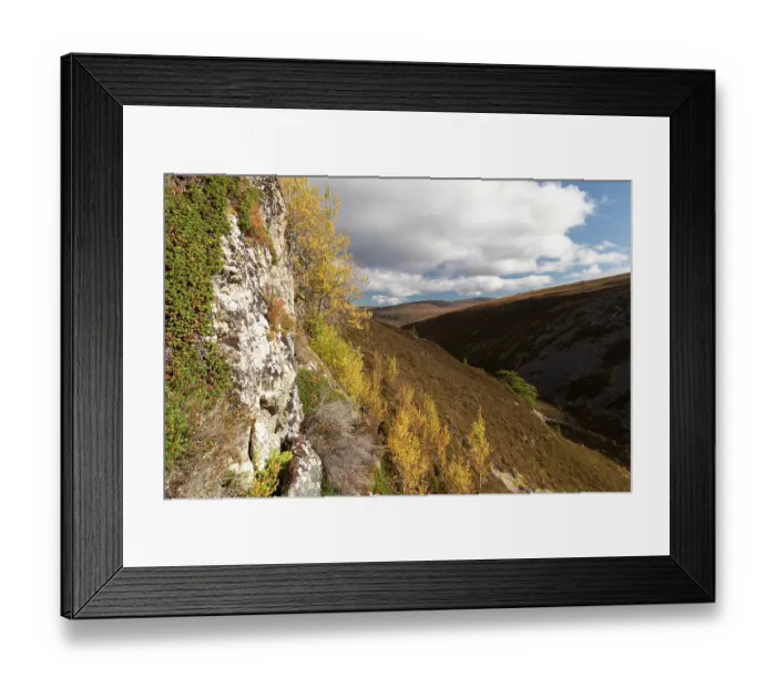 Framed Print : Aspen (Populus tremula) trees stand and suckers in autumn growing on a steep inaccessible rock face, Mar Lodge Estate, Braemar, Scotland, UK. October Framed Print : Aspen (Populus tremula) trees stand and suckers in autumn growing on a steep inaccessible rock face, Mar Lodge Estate, Braemar, Scotland, UK. October