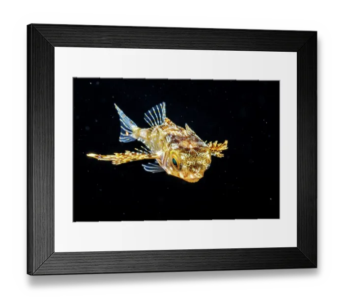 Framed Print : Oriental flying gurnard (Dactylopterus orientalis) larvae swimming at night in open sea, Yap, Federated States of Micronesia, Pacific Ocean Framed Print : Oriental flying gurnard (Dactylopterus orientalis) larvae swimming at night in open sea, Yap, Federated States of Micronesia, Pacific Ocean