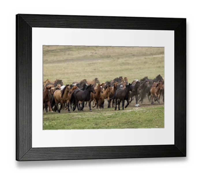 Framed Print : Herd of wild Zhabe horses running in the steppe, Abay, Kazakhstan Framed Print : Herd of wild Zhabe horses running in the steppe, Abay, Kazakhstan