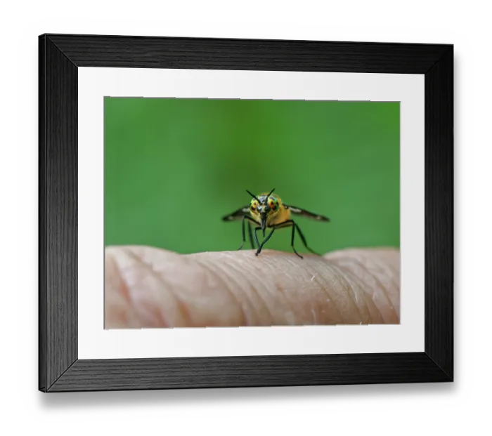Framed Print : Twin-lobed deer fly (Chrysops relictus) resting on finger preparing to suck blood, Forest of Dean, Gloucestershire, England, UK. June Framed Print : Twin-lobed deer fly (Chrysops relictus) resting on finger preparing to suck blood, Forest of Dean, Gloucestershire, England, UK. June