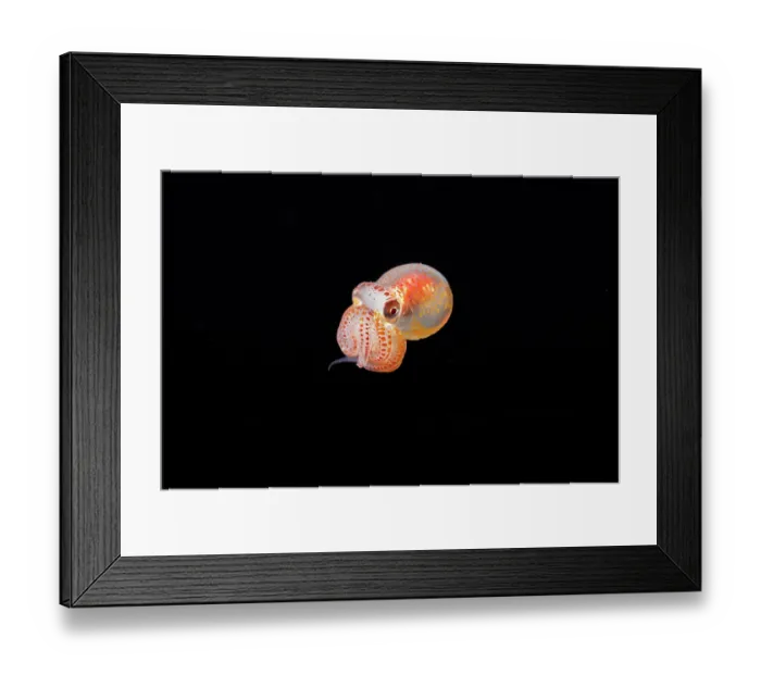 Framed Print : Day octopus (Octopus cyanea) larvae swimming in open sea at night, Yap, Federated States of Micronesia, Pacific Ocean Framed Print : Day octopus (Octopus cyanea) larvae swimming in open sea at night, Yap, Federated States of Micronesia, Pacific Ocean