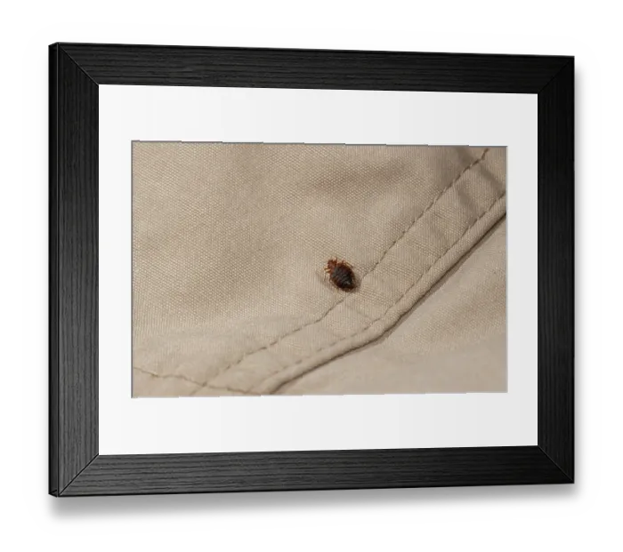 Framed Print : Bed bug (Cimex lectularius) on cloth. Bred specimen. Controlled conditions Framed Print : Bed bug (Cimex lectularius) on cloth. Bred specimen. Controlled conditions