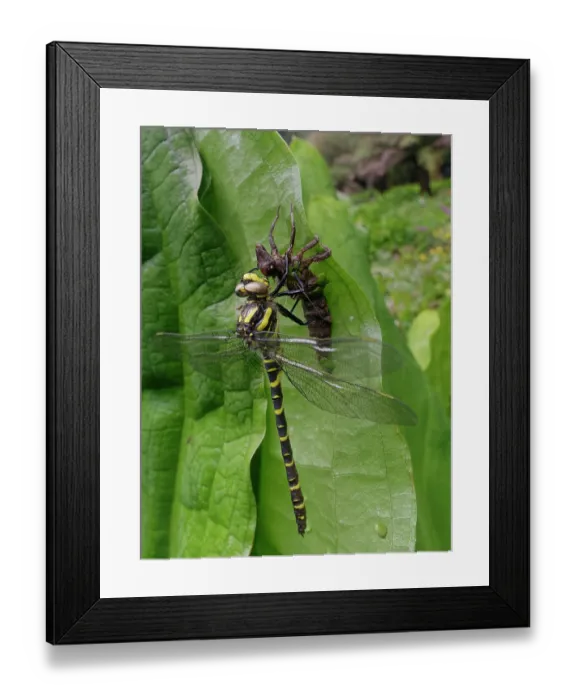 Framed Print : Golden-ringed dragonfly (Cordulegaster boltonii) male, just emerged from the nymphal exuvia by a stream bank, South Cornwall, England, UK. June Framed Print : Golden-ringed dragonfly (Cordulegaster boltonii) male, just emerged from the nymphal exuvia by a stream bank, South Cornwall, England, UK. June