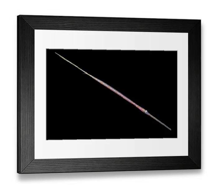 Framed Print : Bluespotted cornetfish (Fistularia commersonii) larvae swimming in open sea at night, Yap, Federated States of Micronesia, Pacific Ocean Framed Print : Bluespotted cornetfish (Fistularia commersonii) larvae swimming in open sea at night, Yap, Federated States of Micronesia, Pacific Ocean