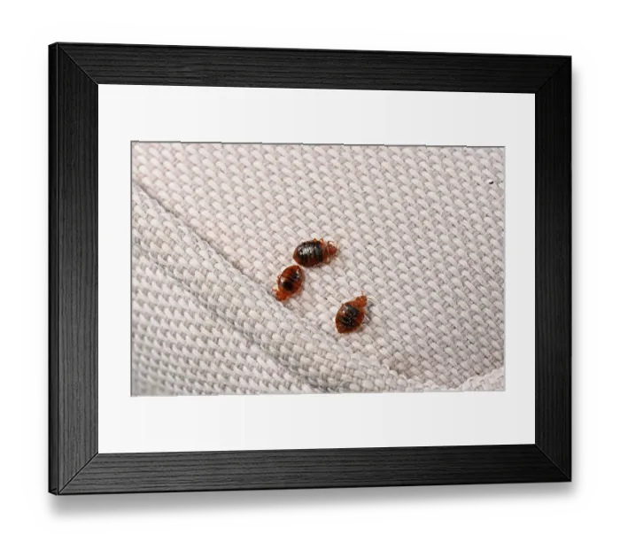 Framed Print : Three Bed bugs (Cimex lectularius) on cloth. Bred specimen. Controlled conditions Framed Print : Three Bed bugs (Cimex lectularius) on cloth. Bred specimen. Controlled conditions