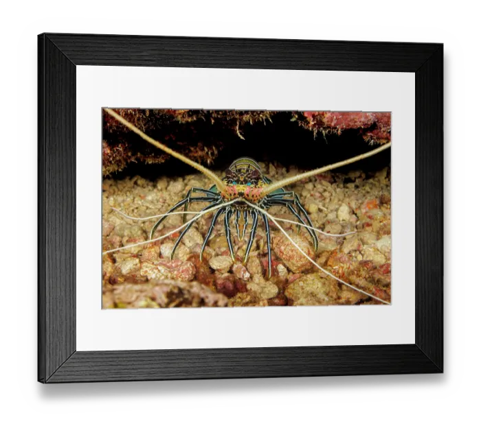 Framed Print : Painted spiny lobster (Panulirus versicolor) looking out of cavern entrance in reef, Yap, Micronesia, Pacific Ocean Framed Print : Painted spiny lobster (Panulirus versicolor) looking out of cavern entrance in reef, Yap, Micronesia, Pacific Ocean