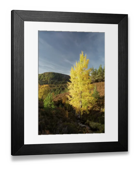 Framed Print : Aspen (Populus tremula) tree displaying bright yellow autumn foliage, Mar Lodge Estate, Braemar, Scotland, UK. October Framed Print : Aspen (Populus tremula) tree displaying bright yellow autumn foliage, Mar Lodge Estate, Braemar, Scotland, UK. October
