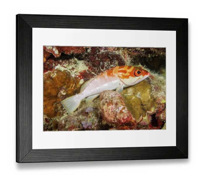 Framed Print : Blacktip grouper (Epinephelus fasciatus) resting on rocks in reef, Yap, Micronesia, Pacific Ocean Framed Print : Blacktip grouper (Epinephelus fasciatus) resting on rocks in reef, Yap, Micronesia, Pacific Ocean