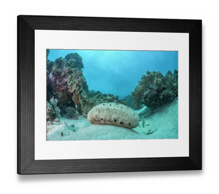 Framed Print : White teatfish sea cucumber (Holothuria fuscogilva) on a coral reef near Ral Island, New Ireland Province, Papua New Guinea, Pacific Ocean Framed Print : White teatfish sea cucumber (Holothuria fuscogilva) on a coral reef near Ral Island, New Ireland Province, Papua New Guinea, Pacific Ocean
