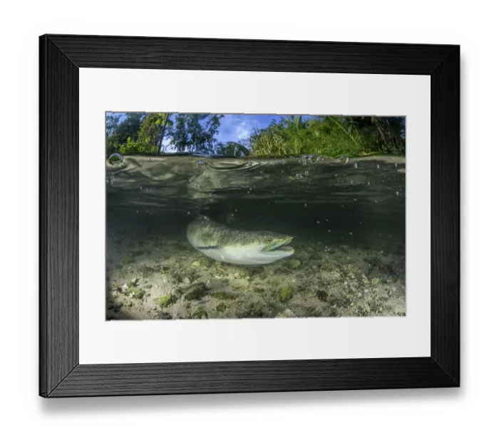 Framed Print : Split level view of a Marbled eel (Anguilla marmorata) swimming in a shallow stream in Naraibina village, New Ireland Province, Papua New Guinea Framed Print : Split level view of a Marbled eel (Anguilla marmorata) swimming in a shallow stream in Naraibina village, New Ireland Province, Papua New Guinea