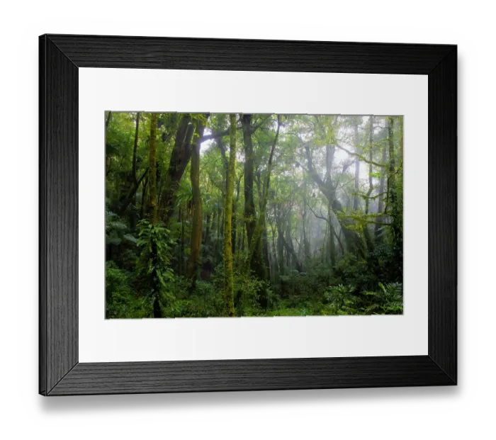 Framed Print : Mist through trees in Eastern Australian temperate rainforest, Border Ranges, Queensland, Australia. September, 2022 Framed Print : Mist through trees in Eastern Australian temperate rainforest, Border Ranges, Queensland, Australia. September, 2022