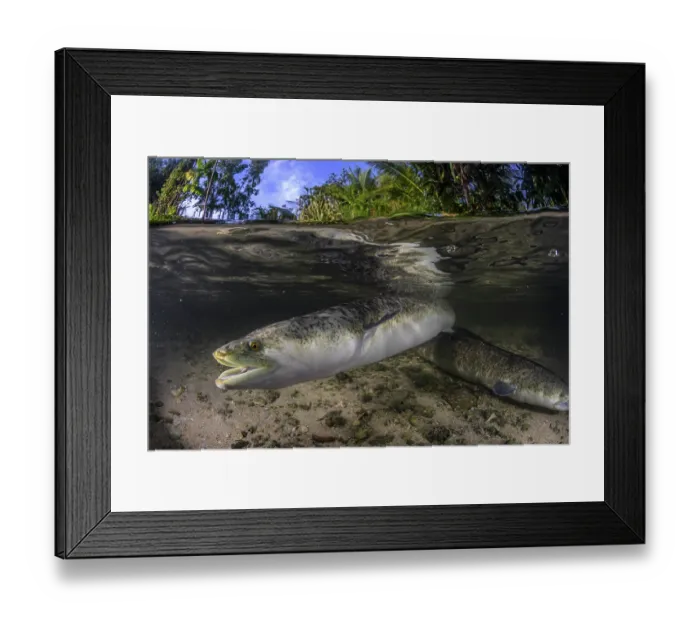 Framed Print : Split level view of a Marbled eel (Anguilla marmorata) swimming in a shallow stream in Naraibina village, New Ireland Province, Papua New Guinea Framed Print : Split level view of a Marbled eel (Anguilla marmorata) swimming in a shallow stream in Naraibina village, New Ireland Province, Papua New Guinea