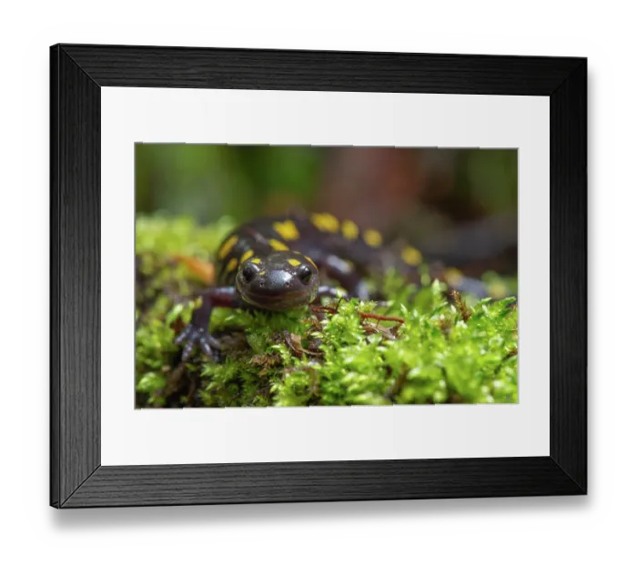 Framed Print : Yellow-spotted salamander (Ambystoma maculatum) resting on moss near vernal pool, New Brunswick, Canada. May Framed Print : Yellow-spotted salamander (Ambystoma maculatum) resting on moss near vernal pool, New Brunswick, Canada. May