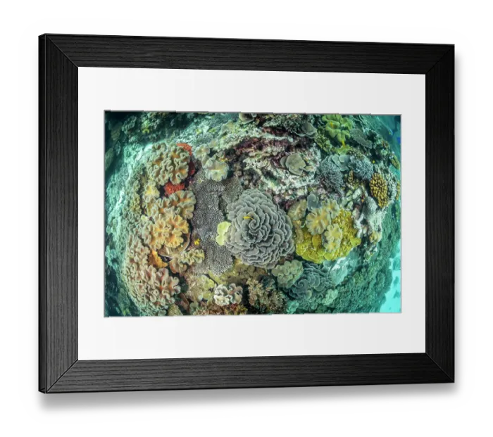Framed Print : View looking down onto coral reef, near Ral Island Island, New Ireland Province, Papue New Guinea, Pacific Ocean
