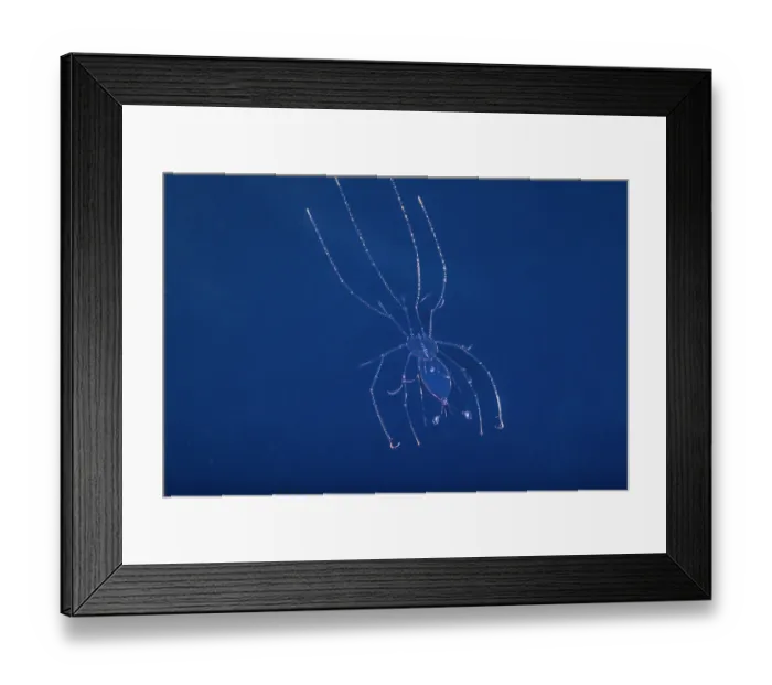 Framed Print : Crustacean (Crustacea sp.) larvae swimming in open sea at night, Yap, Federated States of Micronesia, Pacific Ocean Framed Print : Crustacean (Crustacea sp.) larvae swimming in open sea at night, Yap, Federated States of Micronesia, Pacific Ocean
