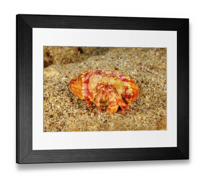 Framed Print : Left handed hermit crab (Dardanus gemmatus) resting on seabed with two Hermit crab anemone's (Calliactis polypus) on shell, Hawaii, Pacific Ocean Framed Print : Left handed hermit crab (Dardanus gemmatus) resting on seabed with two Hermit crab anemone's (Calliactis polypus) on shell, Hawaii, Pacific Ocean