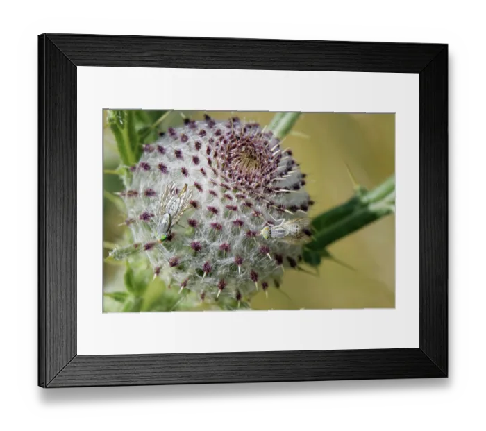 Framed Print : Gall fly / Greater fruit fly (Terellia longicauda) pair resting on the unopened flowerhead of a Woolly thistle (Cirsium eriophorum), the host plant for its larvae Framed Print : Gall fly / Greater fruit fly (Terellia longicauda) pair resting on the unopened flowerhead of a Woolly thistle (Cirsium eriophorum), the host plant for its larvae