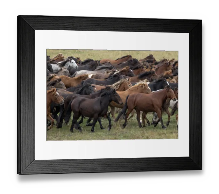 Framed Print : Herd of wild Zhabe horses running in the steppe, Abay, Kazakhstan Framed Print : Herd of wild Zhabe horses running in the steppe, Abay, Kazakhstan