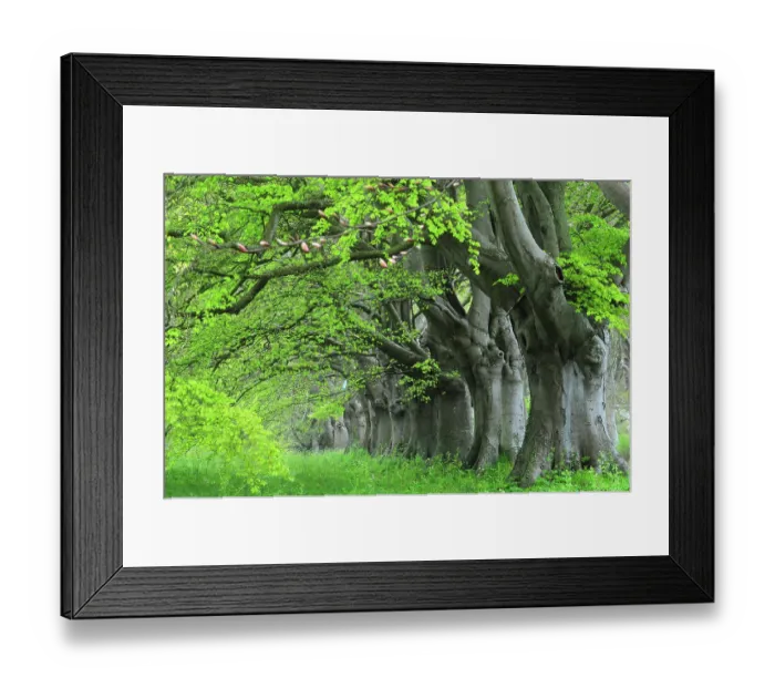 Framed Print : Beech (Fagus sylvatica) avenue in spring, near Kingston Lacey, Dorset, England, UK. April