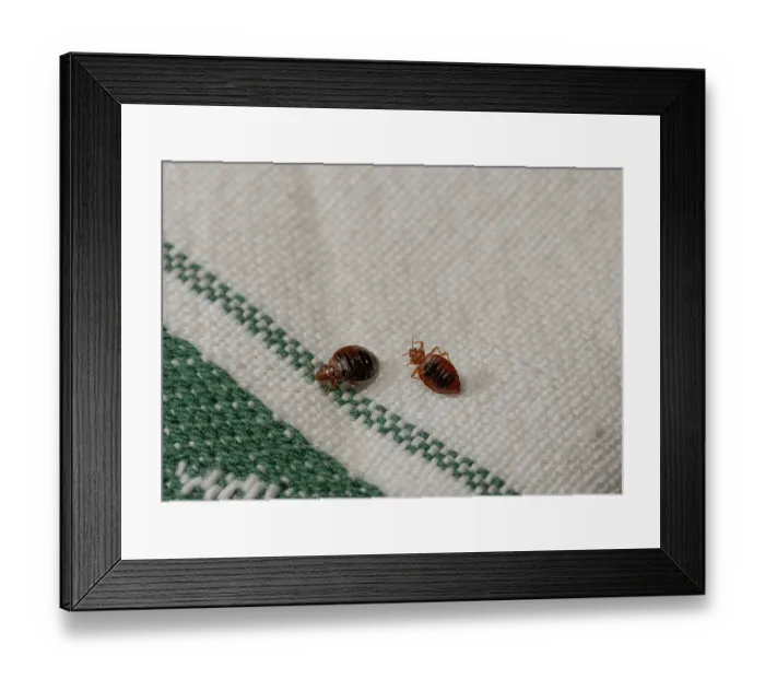Framed Print : Two Bed bugs (Cimex lectularius) on cloth. Bred specimen. Controlled conditions Framed Print : Two Bed bugs (Cimex lectularius) on cloth. Bred specimen. Controlled conditions