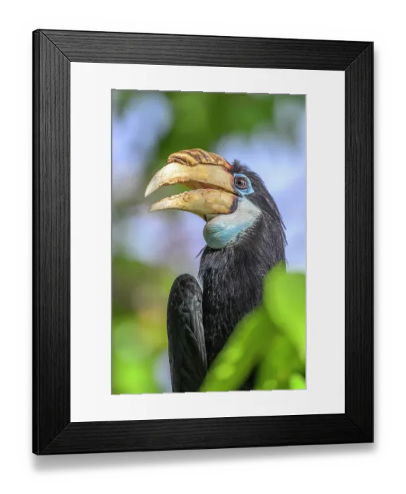 Framed Print : Blyth's hornbill (Rhyticeros plicatus) portrait, Kavieng, New Ireland Province, Papua New Guinea Framed Print : Blyth's hornbill (Rhyticeros plicatus) portrait, Kavieng, New Ireland Province, Papua New Guinea