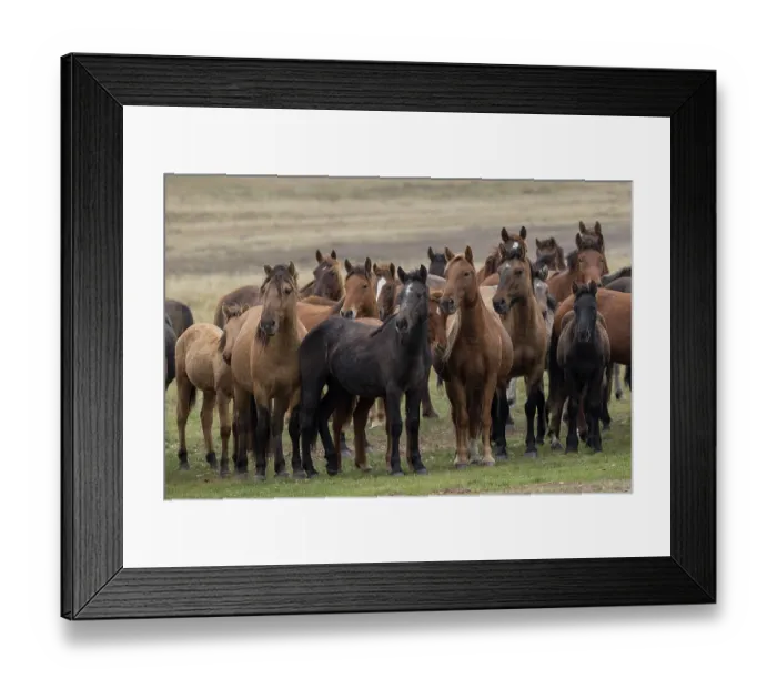 Framed Print : Herd of wild Zhabe horses standing alert in the steppe, Abay, Kazakhstan Framed Print : Herd of wild Zhabe horses standing alert in the steppe, Abay, Kazakhstan