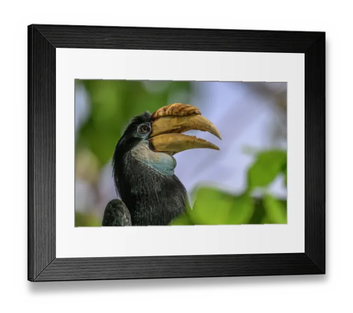 Framed Print : Blyth's hornbill (Rhyticeros plicatus) head portrait, Kavieng, New Ireland Province, Papua New Guinea Framed Print : Blyth's hornbill (Rhyticeros plicatus) head portrait, Kavieng, New Ireland Province, Papua New Guinea
