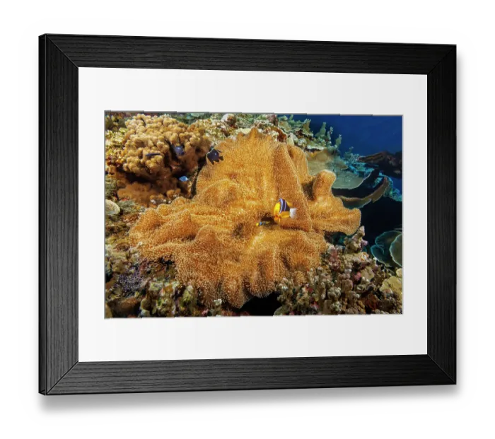 Framed Print : Clark's anemonefish (Amphiprion clarkii) living in Merten's carpet sea anemone (Stichodactyla mertensii) with two Three spot damselfish (Dascyllus trimaculatus) juveniles, Yap Framed Print : Clark's anemonefish (Amphiprion clarkii) living in Merten's carpet sea anemone (Stichodactyla mertensii) with two Three spot damselfish (Dascyllus trimaculatus) juveniles, Yap