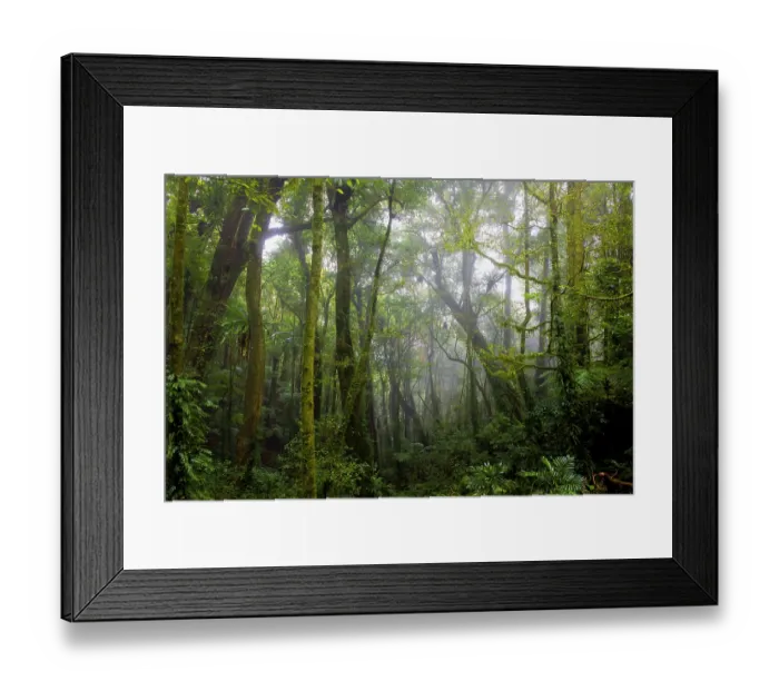 Framed Print : Mist through trees in Eastern Australian temperate rainforest, Border Ranges, Queensland, Australia. September, 2022