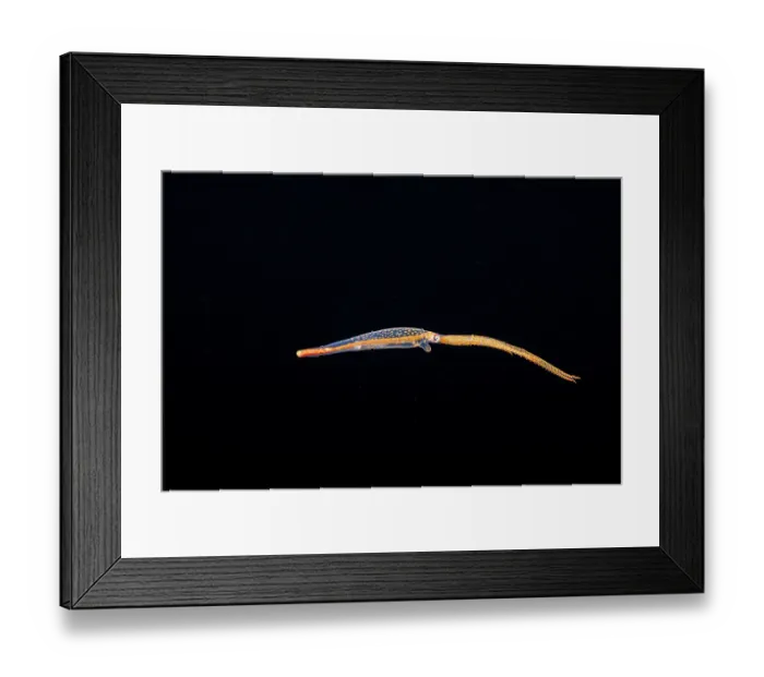 Framed Print : Night octopus (Callistoctopus aspilosomatis) larvae swimming in open sea at night, Yap, Federated States of Micronesia, Pacific Ocean Framed Print : Night octopus (Callistoctopus aspilosomatis) larvae swimming in open sea at night, Yap, Federated States of Micronesia, Pacific Ocean