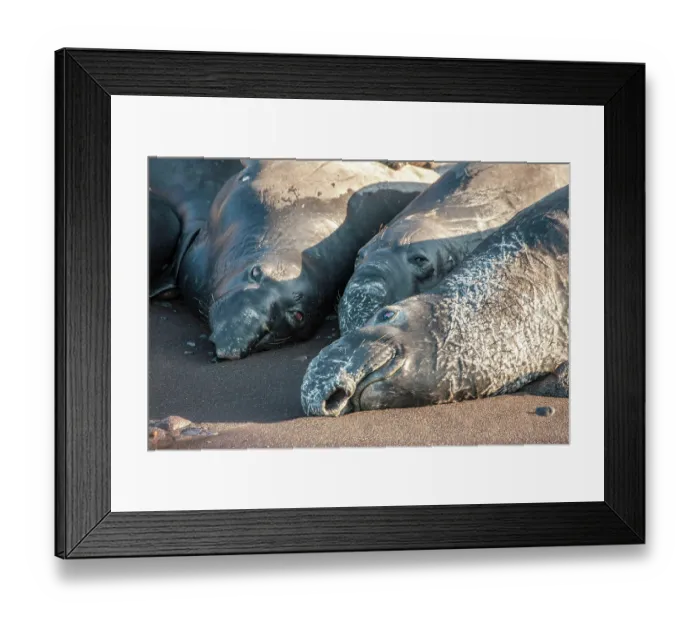 Framed Print : Three Northern elephant seals (Mirounga angustirostris) resting on beach, Guadalupe Island, Mexico, Eastern Pacific Ocean Framed Print : Three Northern elephant seals (Mirounga angustirostris) resting on beach, Guadalupe Island, Mexico, Eastern Pacific Ocean